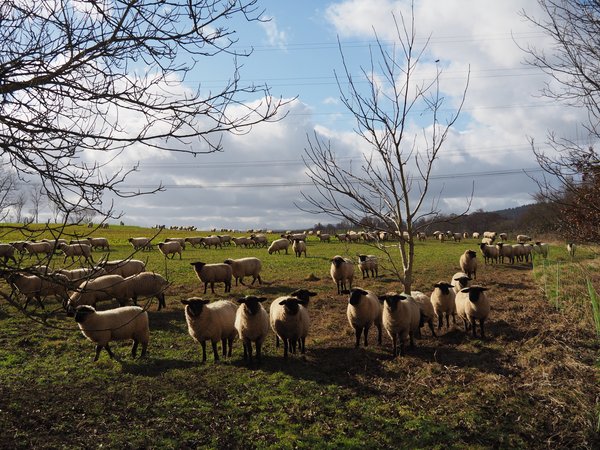 Schafe auf Wanderschaft